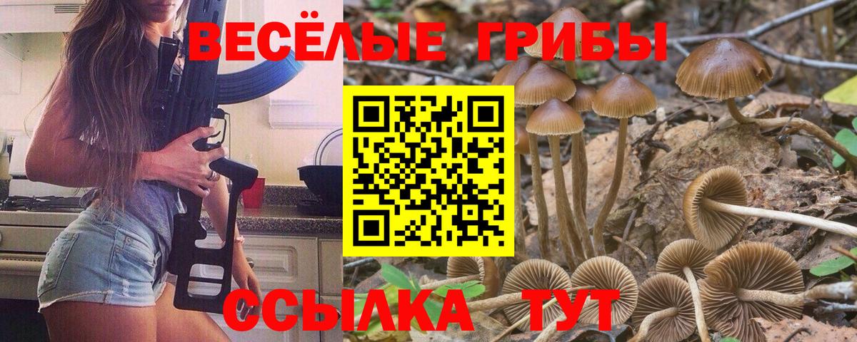 Галлюциногенные грибы Psilocybine cubensis Ленинск-Кузнецкий